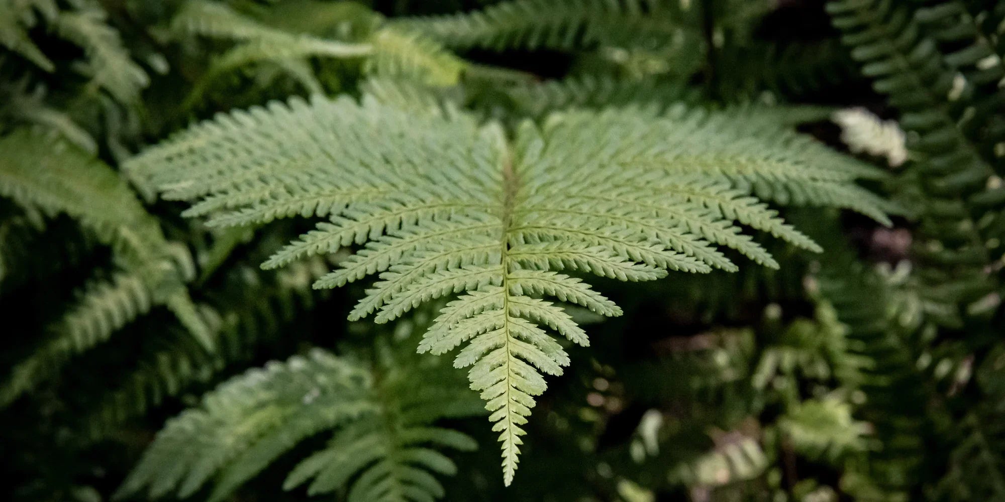 Royal Fern